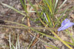 Hairyflower spiderwort